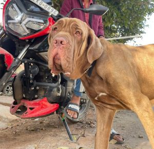 Available fresh bitch with KCI