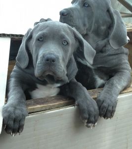 Neapolitan Mastiff Puppies
