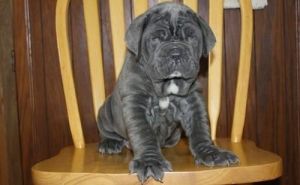 ENERGETIC NEAPOLITAN MASTIFF PUPPIES FOR SALE