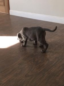 Neapolitan Mastiff