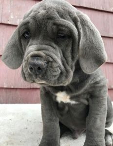 Neapolitan Mastiff Puppies available ***