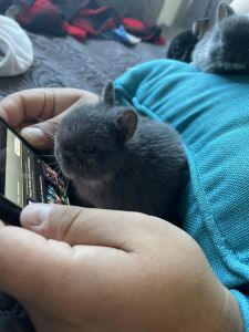 Netherland Dwarf Bunnies for sale