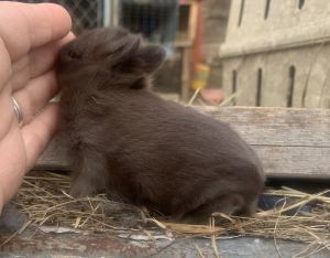Pedigreed Netherland Dwarfs