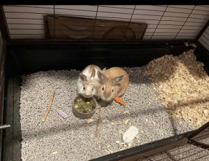 Netherland dwarf/ lion head bunnies
