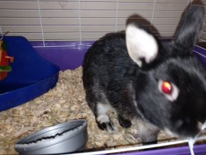 Coco is her name ! Great bunny very sweet. Moving.