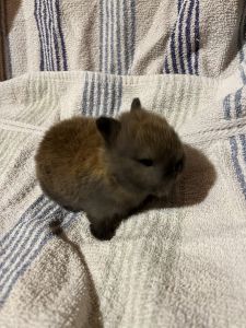Pedigreed Netherland Dwarf Rabbit