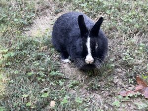 Netherland Dwarf Mixed Rabbit