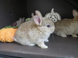 Netherland Dwarf Rabbits