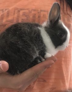 8weeks Netherland Dwarf- 1 male &1 female