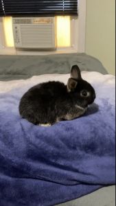 DWARF BUNNY RABBITS