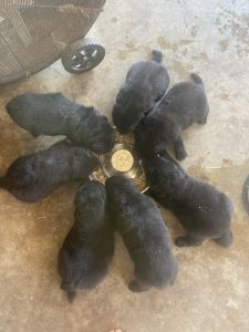 Male Newfoundland puppies for sale!
