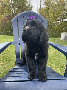 Zoe- 8 week old female Newfoundland