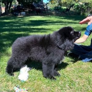 Bearheart Newfoundland Puppies