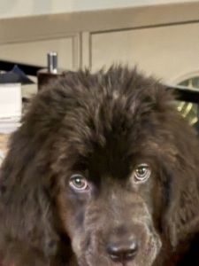AKC NEWFOUNDLAND Puppy