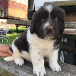 winston Male Nrewfie