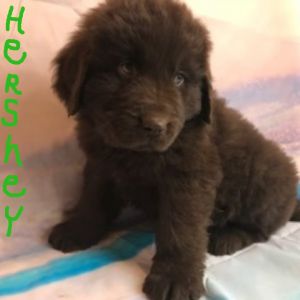 HERSHEY MALE