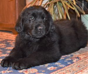 AKC Newfoundland Puppies
