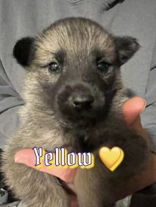 Norwegian Elkhound Puppies