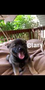 AKC Registered Norwegian Elkhound