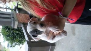 blue old english bulldog mix with bully pup