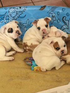 Old English Bulldog Pups Registered ***