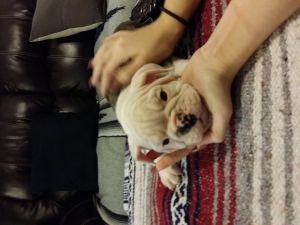 Olde English Bulldogge pups