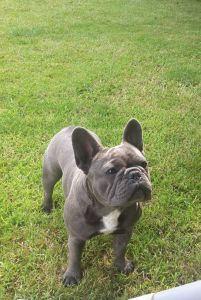 Here is a healthy litter of 6 blue boys (3 boys still available)