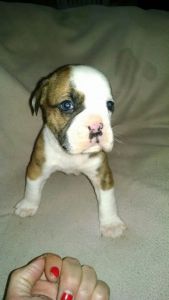 Old English Bulldog pup (Male)