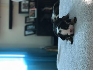 Olde English Bulldogge