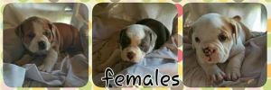 old English bulldog puppies!