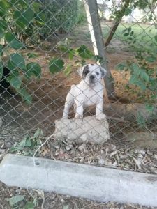 Olde English Bulldogge