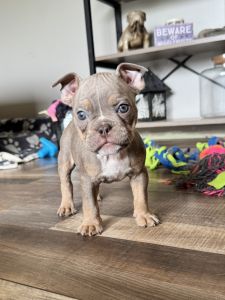 Vicki-female olde English Bulldogge