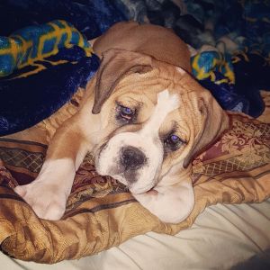 Olde english bulldogge puppy