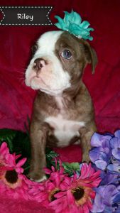 Olde english bulldogge puppies
