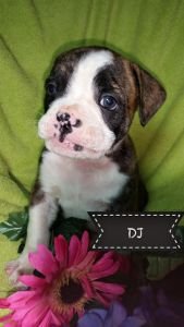 Olde english bulldogge puppies
