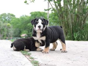 Black Tri Olde English Bulldog