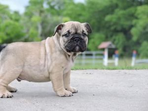 Olde English Bulldogge