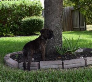 Olde English Bulldog Puppies