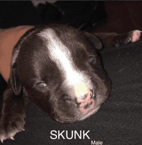 olde english bulldogge puppies