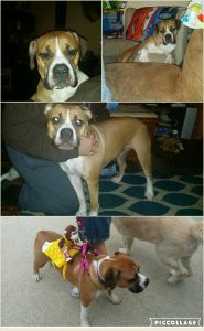 8 month old Olde Bulldog female