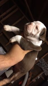 Olde English bulldogges