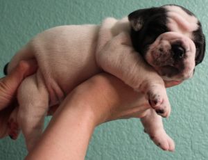 3 Generational IOEBA registered Olde English Bulldogges