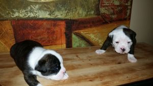 Olde english bulldogge