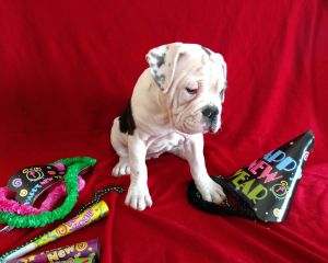 Olde English Bulldogge Puppies for sale