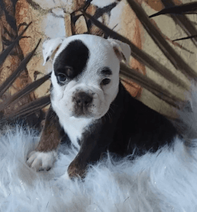 Chocolate tri triple carrier pups