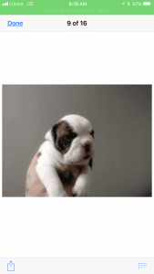 Olde English Bulldogge