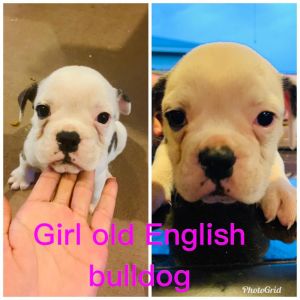 Old english bulldogge