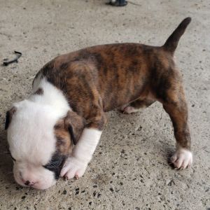 Beautiful female olde English Bulldogge puppy