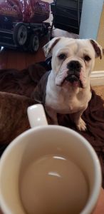 Olde english bulldog for sale