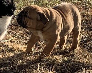 Olde English Bulldogge